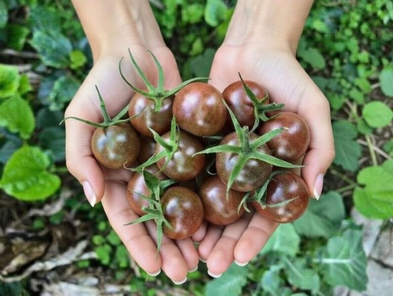 بذر گوجه گیلاسی شکلاتی