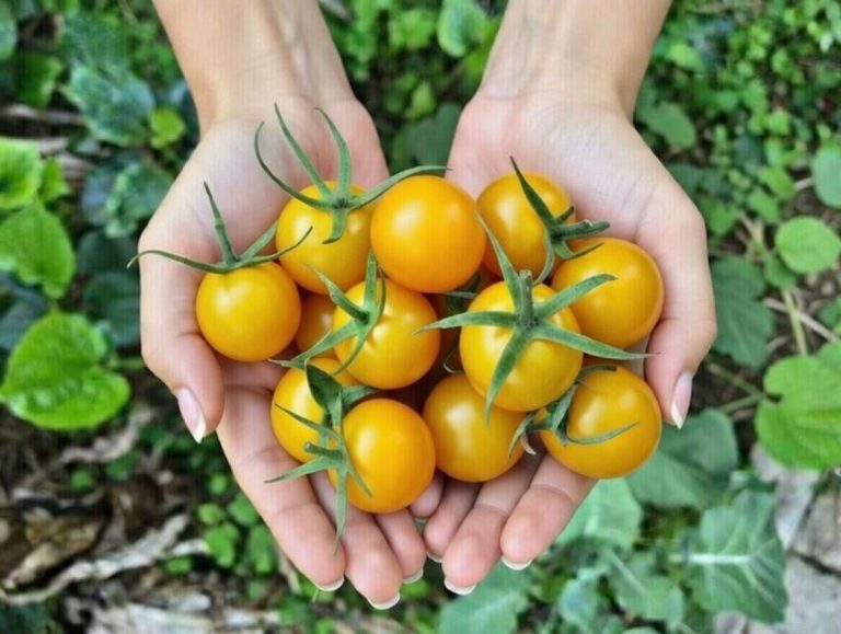 بذر گوجه گیلاسی زرد