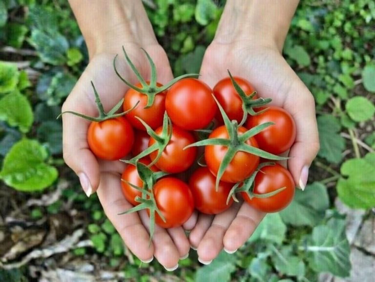 بذر گوجه گیلاسی قرمز