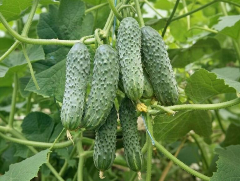 بذر خیار درختی خاردار f1