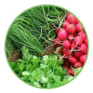 بذر سبزیجات