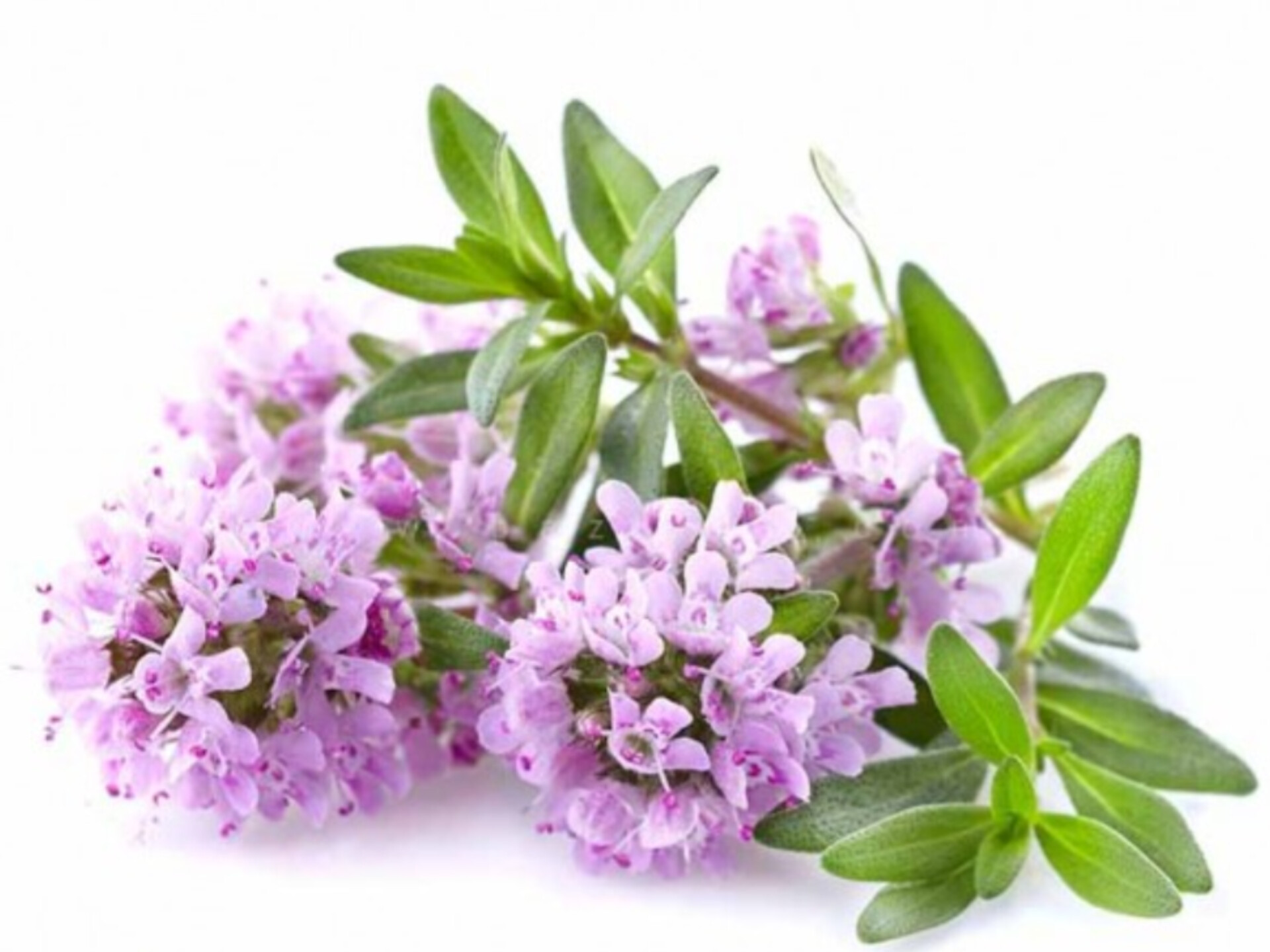 بذر آویشن دنایی