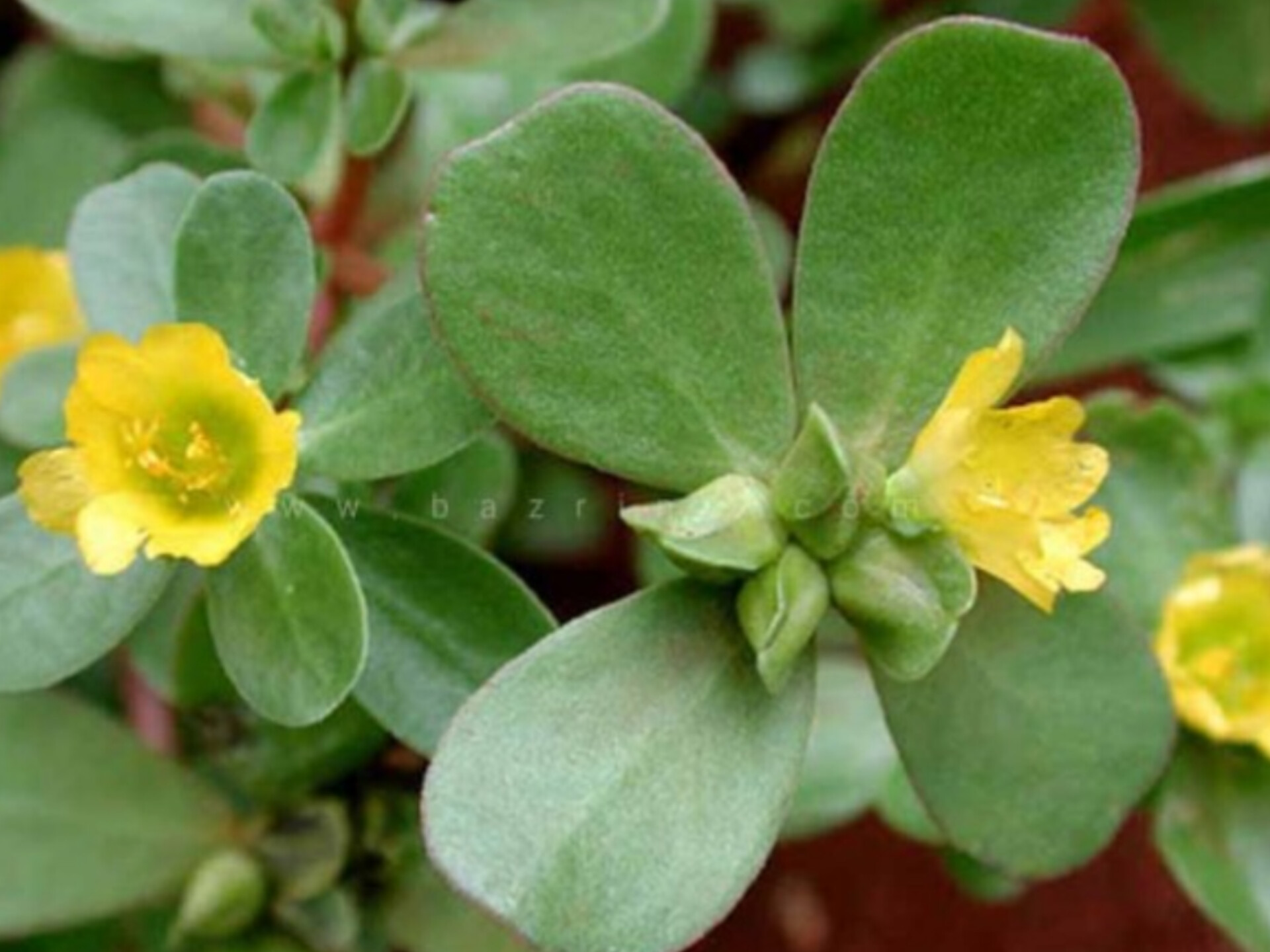 بذر خرفه (پرپین)