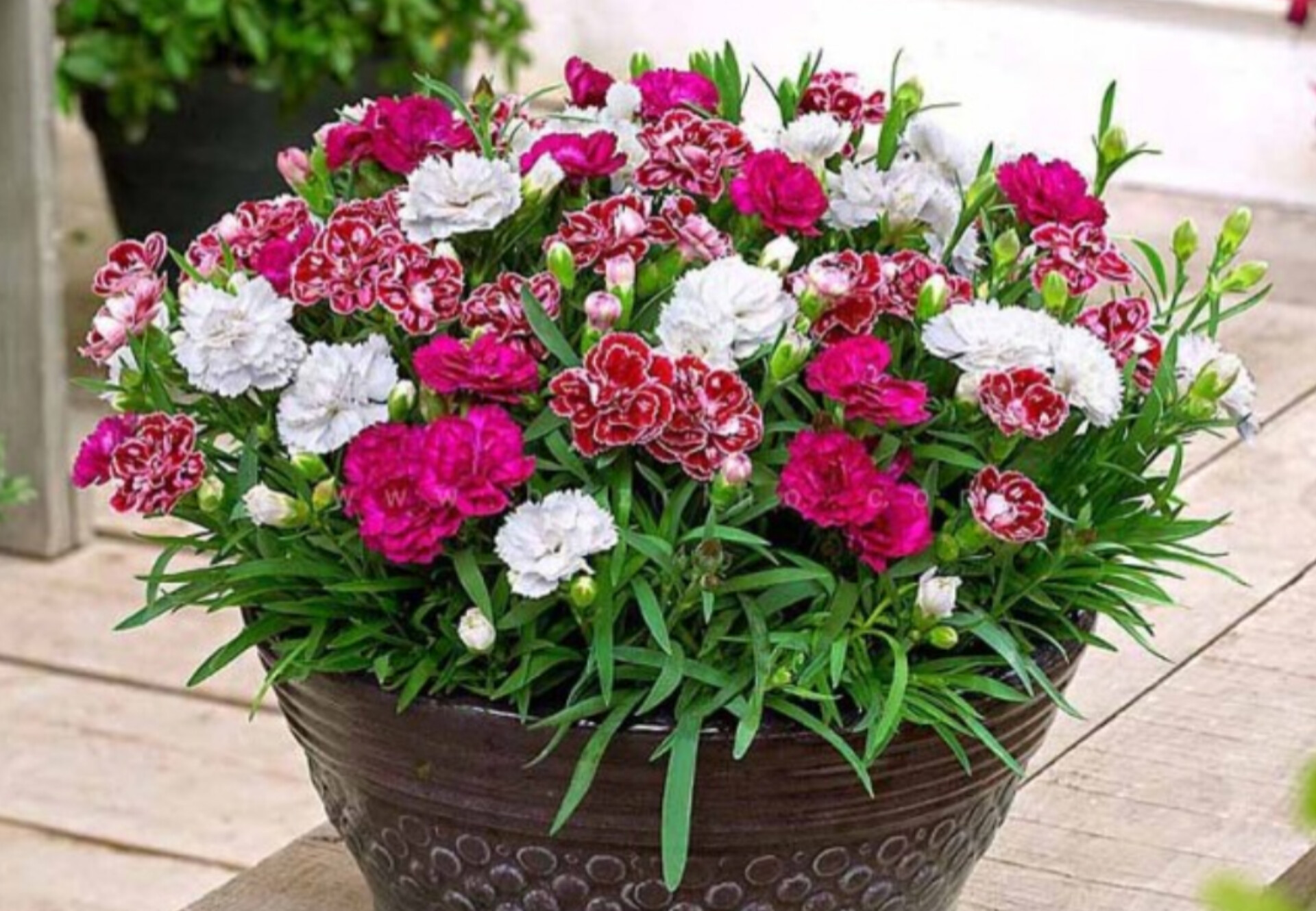 بذر گل میخک الوان
